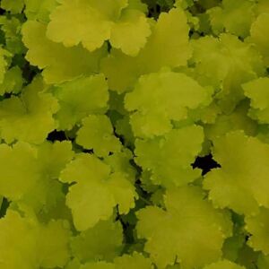 Heuchera 'Lime Rickey' ® ---